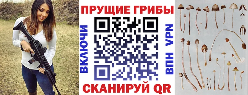 Галлюциногенные грибы Cubensis  купить  сайты  Прохладный 